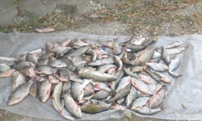 Sute de kilograme de peşte braconat, confiscat de Gardă